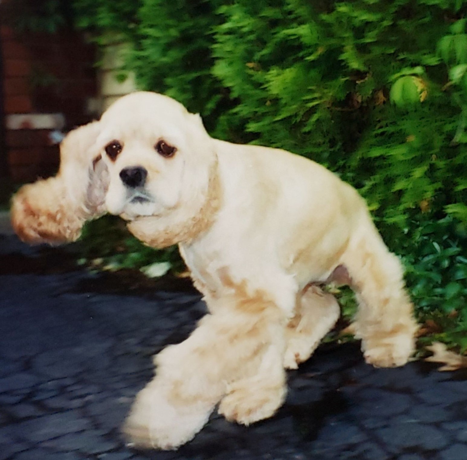 Jully the dog